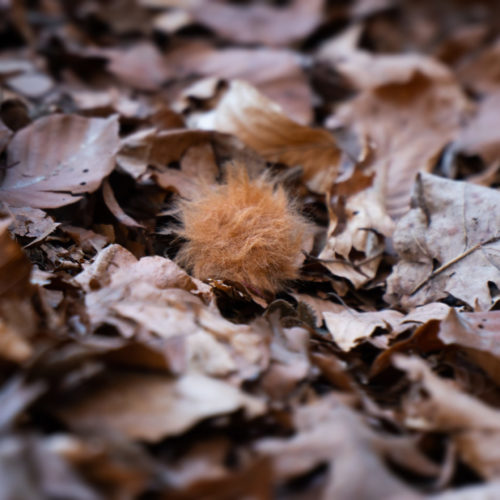Envie d'enregistrer la nature et de cacher votre micro dans les feuilles mortes ? La bonnette BROWN COW est le choix idéal ! Disponible en 3 tailles sur weevee.ch.