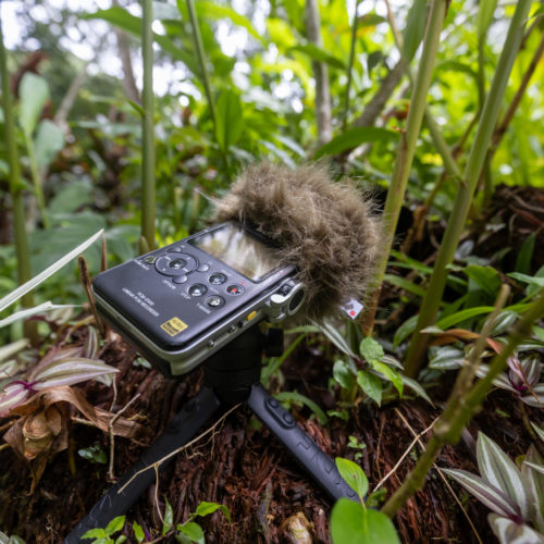 Pour l'une de ses vidéos tournée au Panama, le biologiste Victor Ammann a utilisé une bonne THE HANDY de couleur ARMY GREEN sur son enregistreur Sony PCM-D100 pour immortaliser de merveilleuses ambiances de jungle.