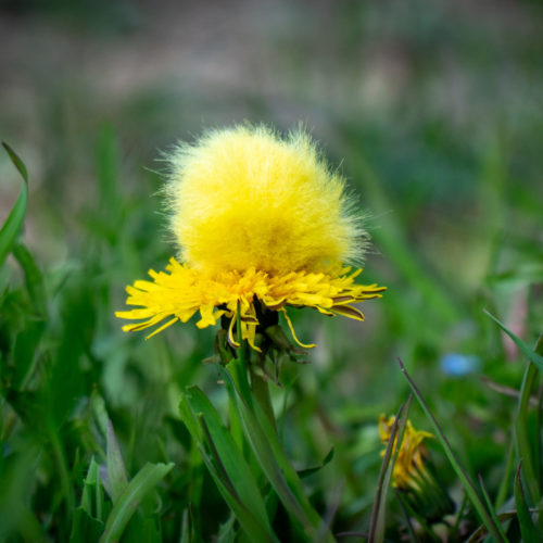 Nos bonnettes Weevee s'accordent aussi avec la nature :)